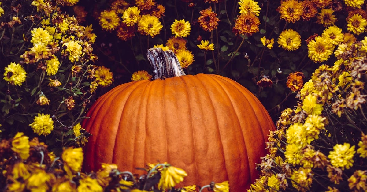 découvrez les techniques essentielles pour un jardinage d'automne réussi. apprenez comment préparer votre jardin pour l'hiver, choisir les bonnes plantations et optimiser la récolte des légumes de saison. transformez votre espace extérieur en un havre de paix aux couleurs automnales !