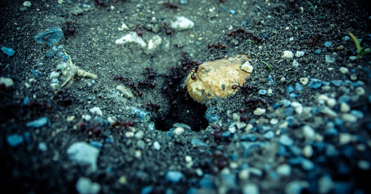 découvrez le monde fascinant des fourmis : leur biologie, leur organisation sociale et leur rôle essentiel dans l'écosystème. plongez dans l'univers complexe de ces insectes travailleurs et apprenez comment ils interagissent avec leur environnement.