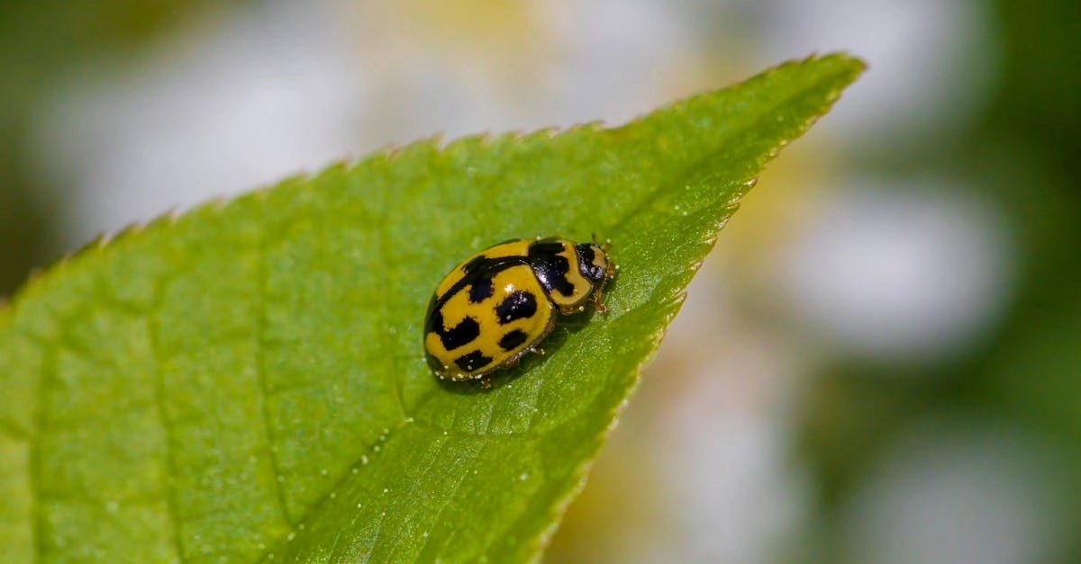 découvrez tout sur les pucerons : des informations sur leur vie, leur impact sur les plantes et les méthodes efficaces pour les contrôler naturellement. protégez votre jardin des ravageurs avec nos conseils d'experts.