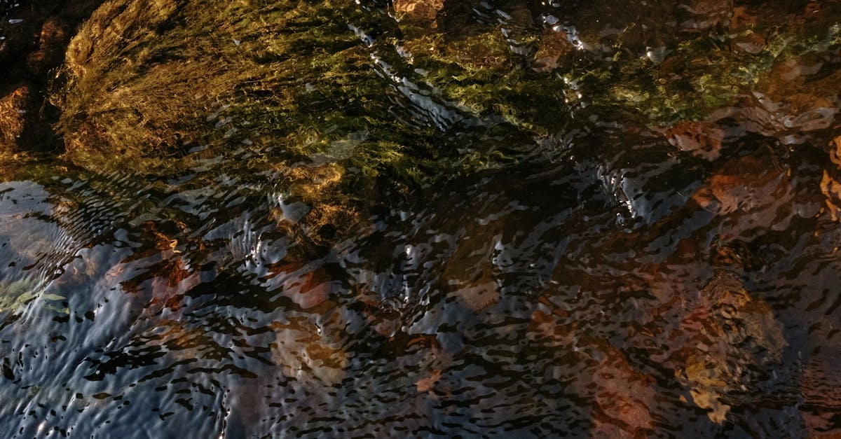 découvrez notre guide complet sur les plantes aquatiques, idéales pour embellir vos étangs et aquariums. apprenez à sélectionner, entretenir et cultiver ces végétaux fascinants qui apportent beauté et harmonie à vos espaces aquatiques.