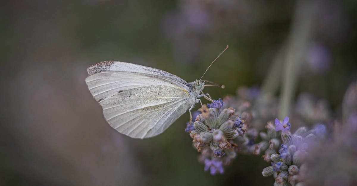 découvrez le papillon du chou, un insecte fascinant aux ailes blanches et aux motifs caractéristiques. apprenez-en davantage sur son habitat, son cycle de vie et son rôle dans l'écosystème. idéal pour les passionnés de nature et de photographie!