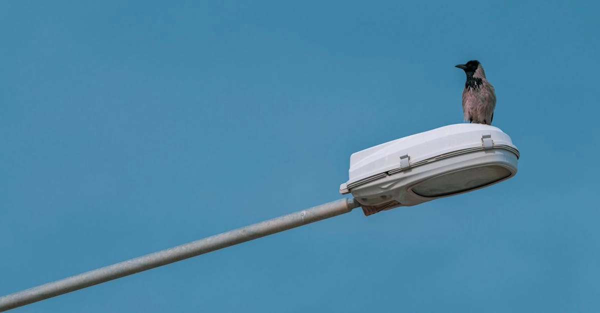 découvrez cherry fly, une expérience unique de vol au-dessus des cerisiers en fleurs. profitez d'une vue imprenable, d'une aventure inoubliable et laissez-vous emporter par la beauté de cette nature éblouissante. réservez dès maintenant votre vol!