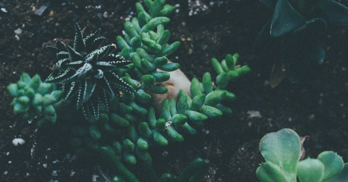 découvrez des plantes résistantes à la sécheresse pour embellir votre jardin tout en préservant l'eau. idéales pour les climats arides, ces espèces nécessitent peu d'entretien et fleurissent avec éclat même sous le soleil brûlant.