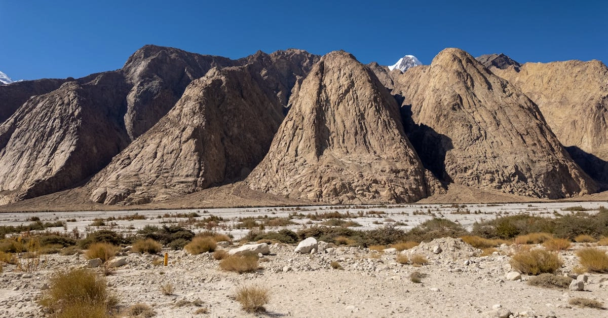 découvrez notre sélection de plantes résistantes à la sécheresse. apprenez à embellir votre jardin tout en économisant de l'eau grâce à ces espèces robustes et adaptées aux conditions arides. idéal pour un jardin durable et éco-responsable.