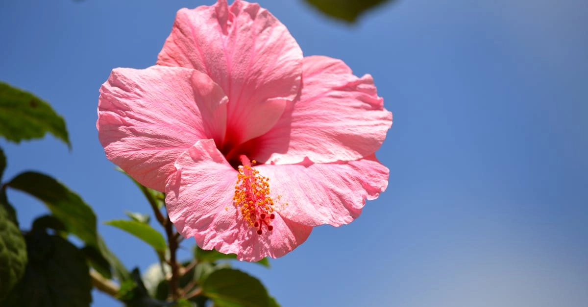 découvrez le monde fascinant de la floraison, où la beauté des fleurs éclot à chaque saison. apprenez tout sur les différentes espèces, leurs significations et comment les cultiver pour embellir votre jardin.