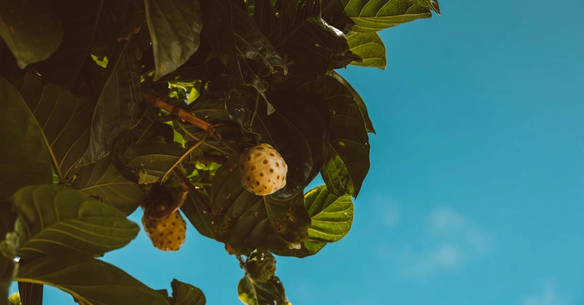 découvrez le monde fascinant des arbres fruitiers ! apprenez à cultiver, entretenir et récolter vos propres fruits frais chez vous. idéal pour les jardiners amateurs et les passionnés de nature.
