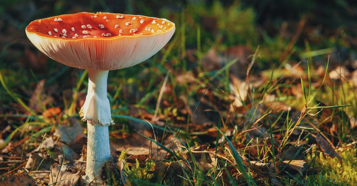 découvrez le monde fascinant des champignons : leurs variétés, leurs rôles dans l'écosystème et leurs uses en cuisine et en médecine. plongez dans l'univers des fungi et apprenez comment ces organismes étonnants impactent notre environnement.