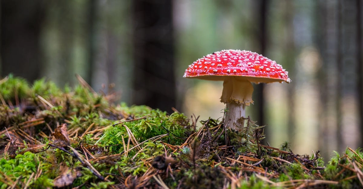 découvrez le monde fascinant des champignons, explorez leur diversité, leurs bienfaits pour la santé et leur rôle essentiel dans les écosystèmes. plongez dans l'univers des fungi et apprenez comment ils peuvent enrichir votre vie.