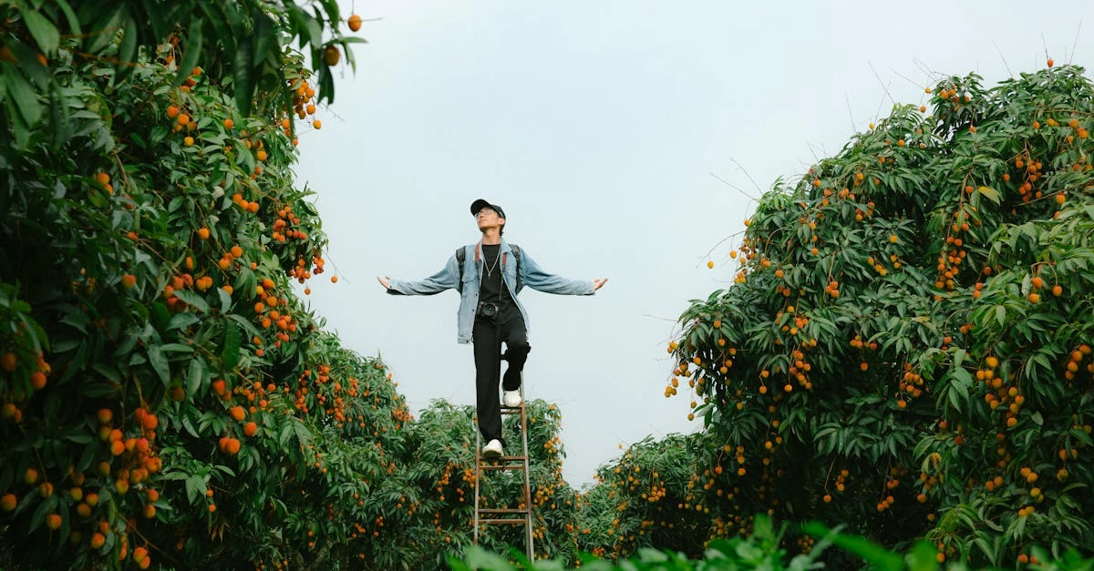 découvrez le magnifique arbre de pluie dorée, connu pour ses belles fleurs jaune vif et son feuillage attrayant. idéal pour embellir les jardins et offrir de l'ombre, ce végétal exotique est une véritable merveille de la nature!