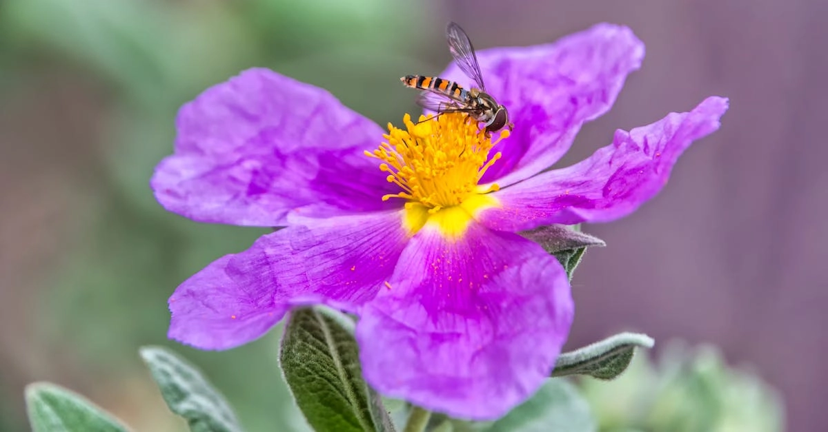 découvrez l'héliantheme, une plante vivace aux fleurs éclatantes et aux feuilles aromatiques, idéale pour embellir vos jardins et espaces extérieurs. apprenez ses caractéristiques, ses besoins en culture et ses variétés pour profiter pleinement de cette magnifique plante.