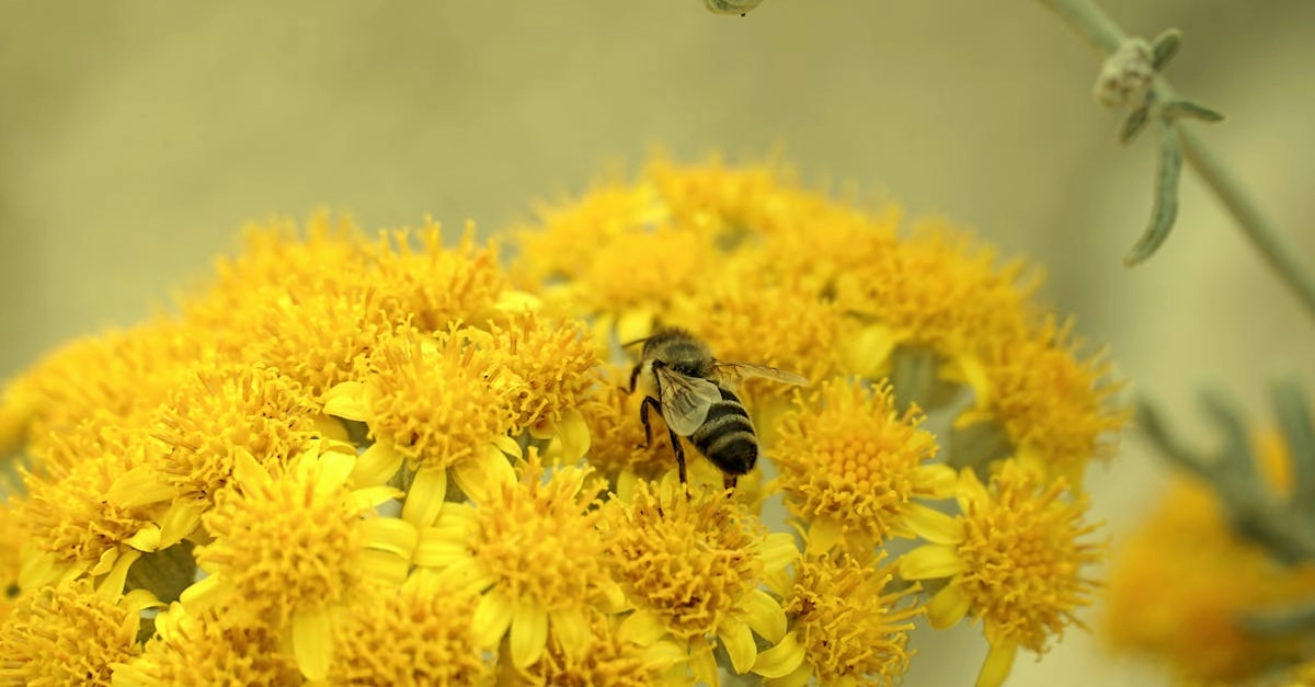 découvrez l'hélichryse, une plante aux multiples bienfaits pour la santé et la beauté. utilisée en aromathérapie et en cosmétique, l'hélichryse est reconnue pour ses propriétés régénératrices et anti-inflammatoires. apprenez à l'intégrer dans votre routine bien-être.