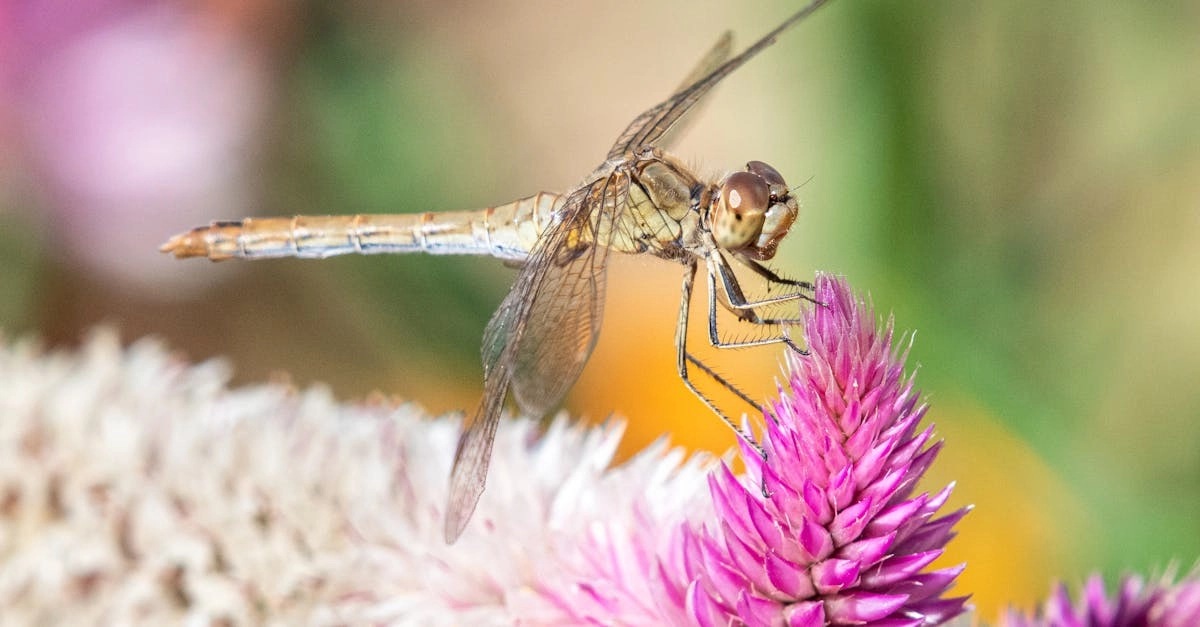 découvrez l'hélichryse, une plante aux nombreuses vertus. utilisée en aromathérapie et en cosmétique, elle est reconnue pour ses propriétés anti-inflammatoires et régénératrices. apprenez-en plus sur ses bienfaits pour la peau et l'esprit.