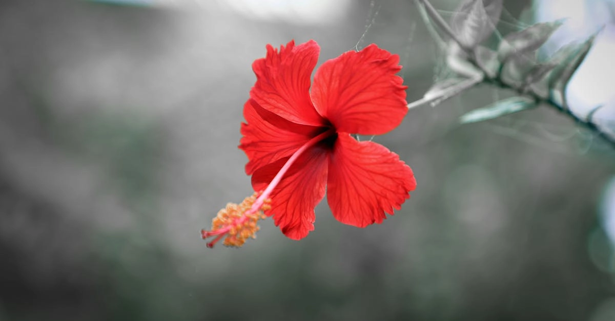 découvrez l'hibiscus, une plante aux fleurs vibrantes et aux nombreuses vertus. explorez ses usages en cuisine, en infusion et en cosmétique, ainsi que ses bienfaits pour la santé. plongez dans l'univers coloré de cette plante tropicale et apprenez à l'intégrer dans votre quotidien.