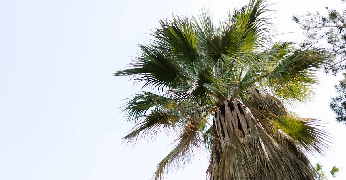 découvrez notre jardin vertical à faible entretien, parfait pour les passionnés de jardinage occupés. profitez d'une verdure luxuriante et d'une ambiance apaisante sans les tracas d'un entretien intensif. transformez votre espace avec notre solution pratique et esthétique !
