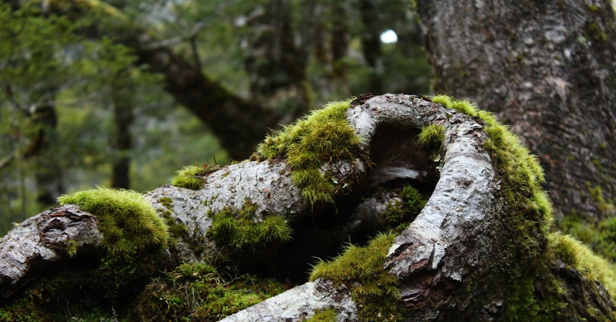 découvrez l'univers fascinant des mousses, ces plantes simples et étonnantes qui jouent un rôle essentiel dans nos écosystèmes. apprenez tout sur leur habitat, leurs caractéristiques uniques et comment elles contribuent à l'équilibre environnemental.