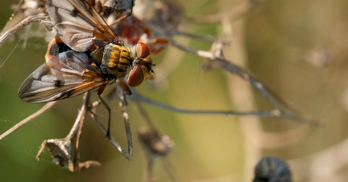 découvrez tout sur la mouche de l'oignon, un nuisible redoutable qui menace vos cultures. apprenez à reconnaître ses signes d'infestation, à appliquer des méthodes de prévention et à protéger vos oignons de ces insectes ravageurs pour garantir une récolte saine et abondante.