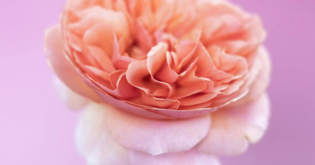 découvrez la technique du peach curl, une méthode innovante pour sublimer vos boucles avec un effet volumineux et texturé. idéal pour obtenir des coiffures élégantes et pétillantes, apprenez comment réaliser ce style et adieu les frisottis.