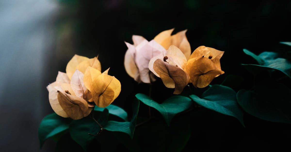 découvrez tout sur le curl des feuilles de pêchers, une maladie fongique qui affecte vos pêchers. apprenez à identifier les symptômes, les causes et les solutions pour protéger vos arbres fruitiers et garantir une récolte abondante.