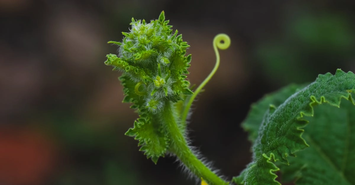 découvrez tout sur le curl des feuilles de pêcher : causes, symptômes et solutions pour protéger vos arbres fruitiers. apprenez à identifier cette maladie courante et à appliquer des traitements efficaces pour garantir la santé de vos pêchers.