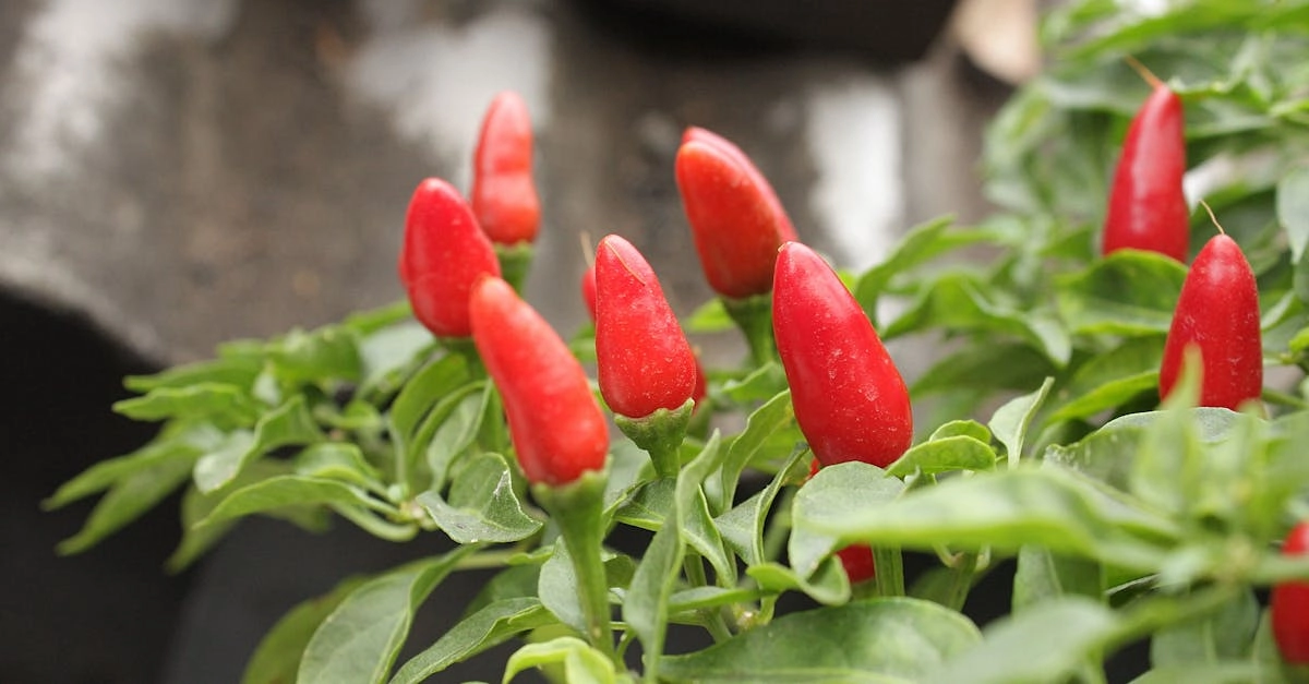 découvrez comment optimiser la croissance de vos poivrons grâce à des techniques de culture adaptées, des conseils sur l'arrosage et les nutriments essentiels, pour récolter des fruits savoureux et en abondance.