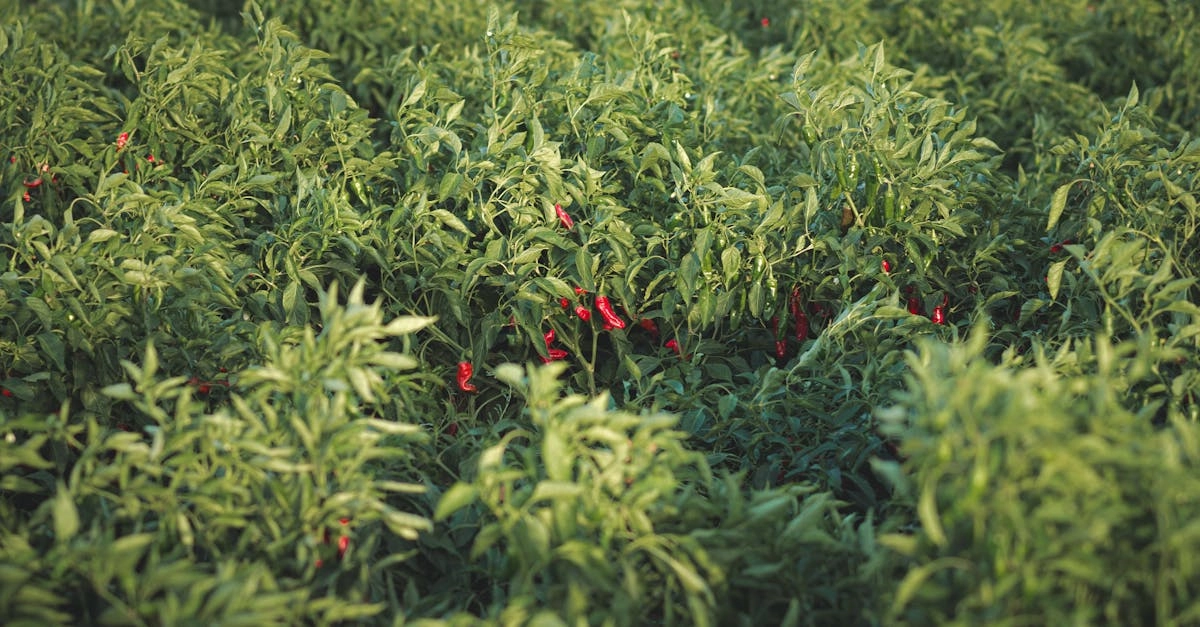 découvrez les stratégies efficaces pour favoriser la croissance de vos plants de poivron. apprenez les meilleures pratiques de culture, d'entretien et de soins pour garantir une récolte abondante et savoureuse.