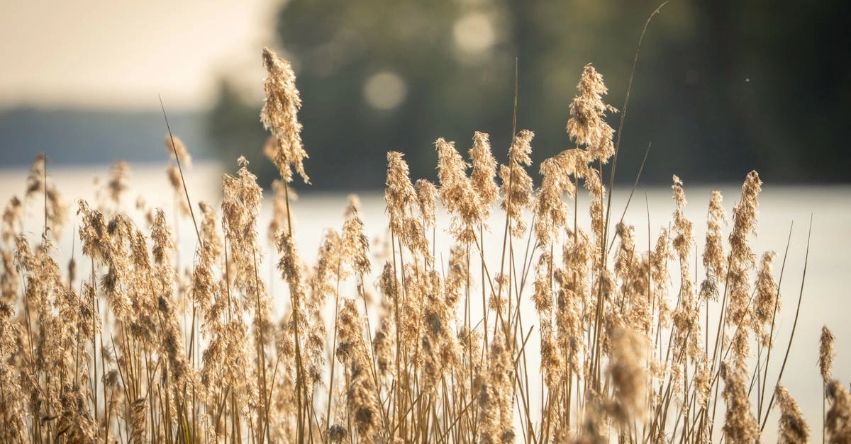 découvrez les plantes répulsives, un moyen naturel et efficace de protéger votre jardin des nuisibles. apprenez à cultiver ces végétaux qui éloignent les insectes tout en embellissant votre espace vert.