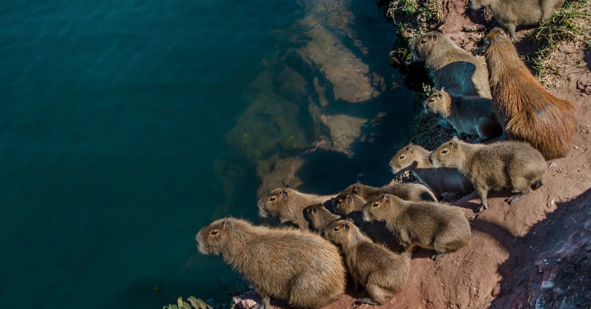 découvrez tout sur les rongeurs : leur habitat, leur comportement, et comment les gérer au quotidien. informez-vous sur les espèces communes, leurs caractéristiques et les meilleures méthodes de prévention pour assurer un environnement sain.