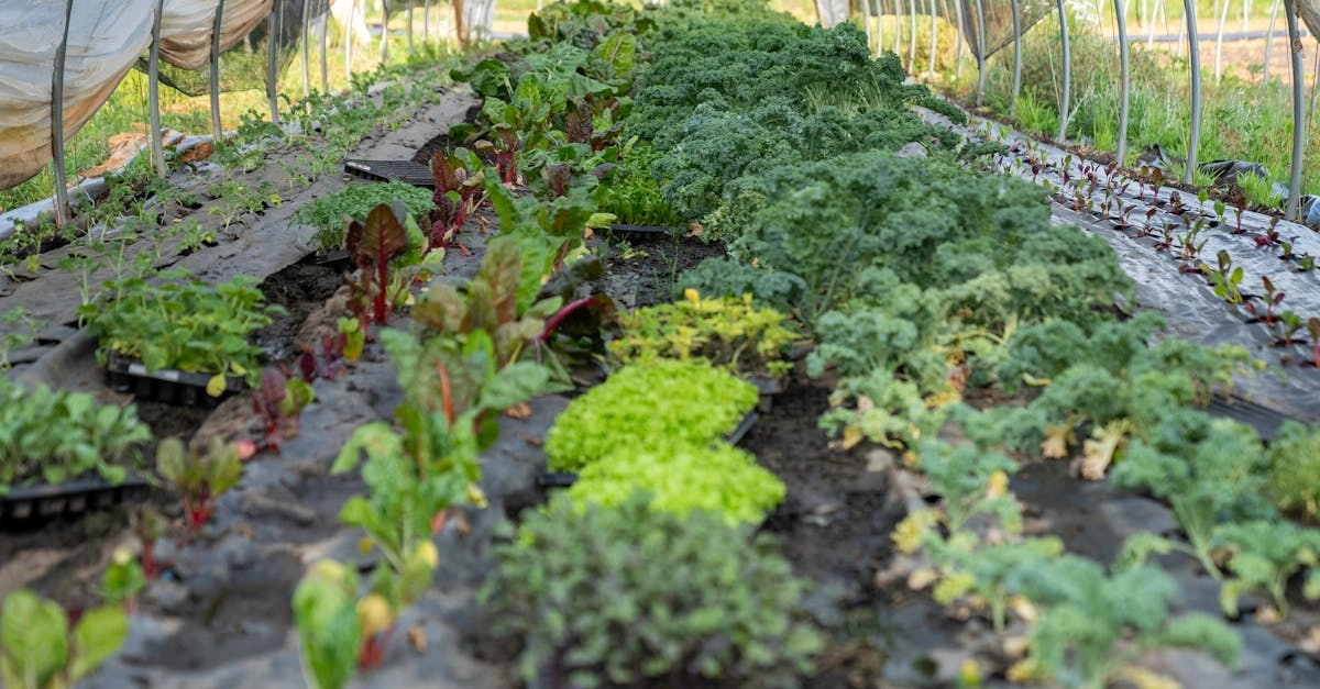 découvrez les tunnels de jardin, une solution idéale pour cultiver vos plantes tout en les protégeant des intempéries. apprenez comment ces serres économiques favorisent une croissance rapide et saine, tout en optimisant l'espace et le rendement de vos cultures.