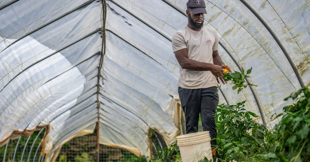 découvrez les tunnels de jardin, une solution idéale pour prolonger la saison de culture et protéger vos plantes des intempéries. optimisez votre production potagère avec nos conseils sur l'installation et l'entretien de votre serre tunnel.