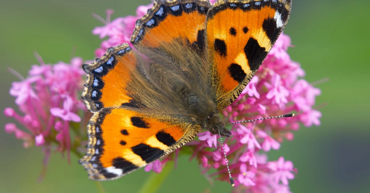 découvrez les bienfaits de la valériane, une plante reconnue pour ses propriétés apaisantes et relaxantes. apprenez comment elle peut vous aider à améliorer votre sommeil et à réduire votre stress naturellement.