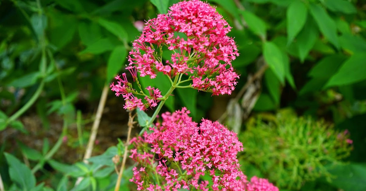 découvrez les bienfaits du valériane, une plante médicinale réputée pour ses propriétés relaxantes et apaisantes. idéale pour lutter contre le stress et améliorer la qualité du sommeil, la valériane est votre alliée naturelle pour une vie sereine.
