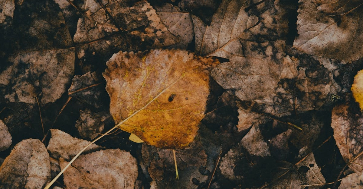 découvrez l'art du compostage et apprenez comment transformer vos déchets organiques en un compost nutritif pour votre jardin. recyclez, réduire les déchets et enrichissez votre sol de manière écologique.