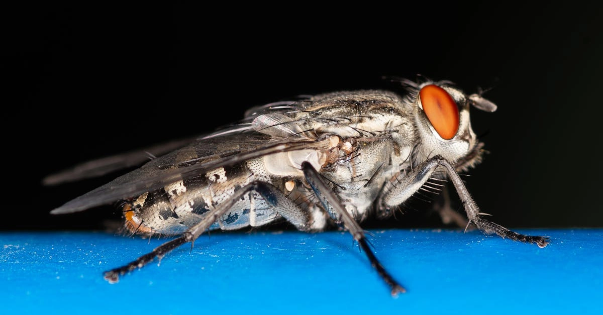 découvrez les méthodes efficaces pour identifier et contrôler les nuisibles dans votre environnement. apprenez à protéger votre maison des insectes, rongeurs et autres parasites nuisibles grâce à des stratégies naturelles et des conseils d'experts.