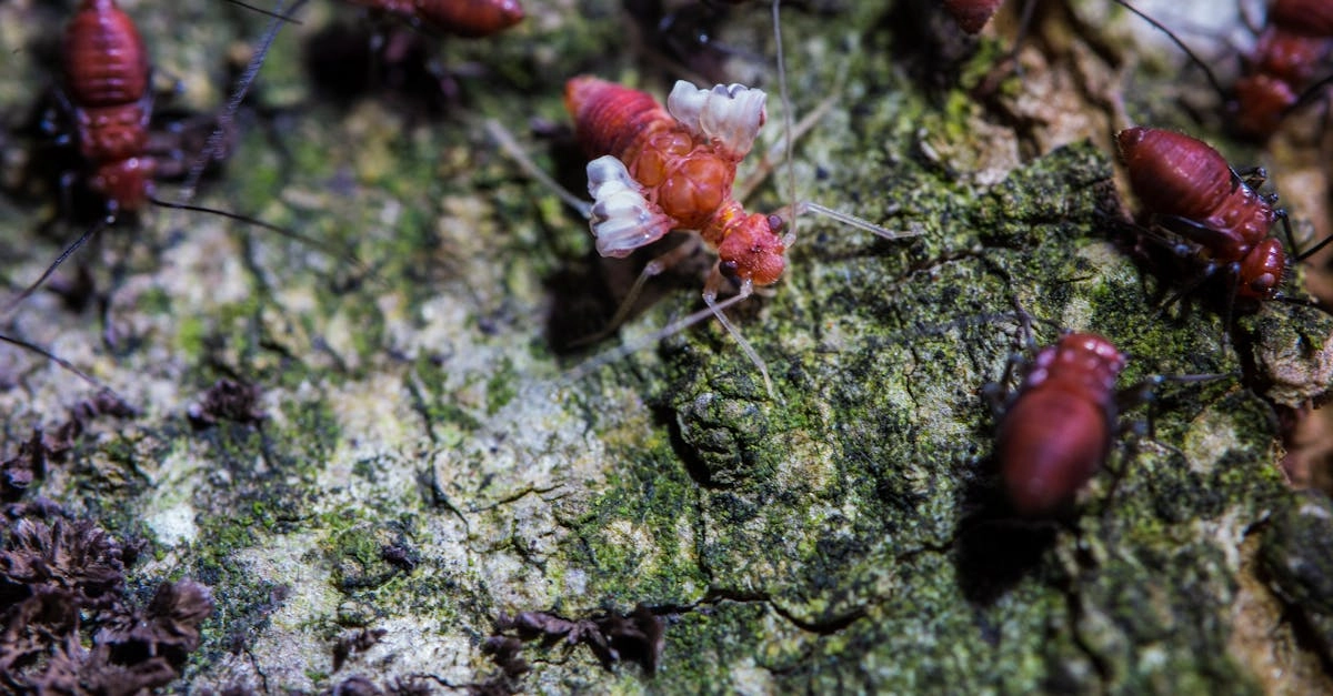 découvrez comment identifier, prévenir et gérer les nuisibles dans votre environnement. nos conseils pratiques et astuces vous aideront à maintenir votre maison et votre jardin en sécurité contre les insectes et rongeurs indésirables.