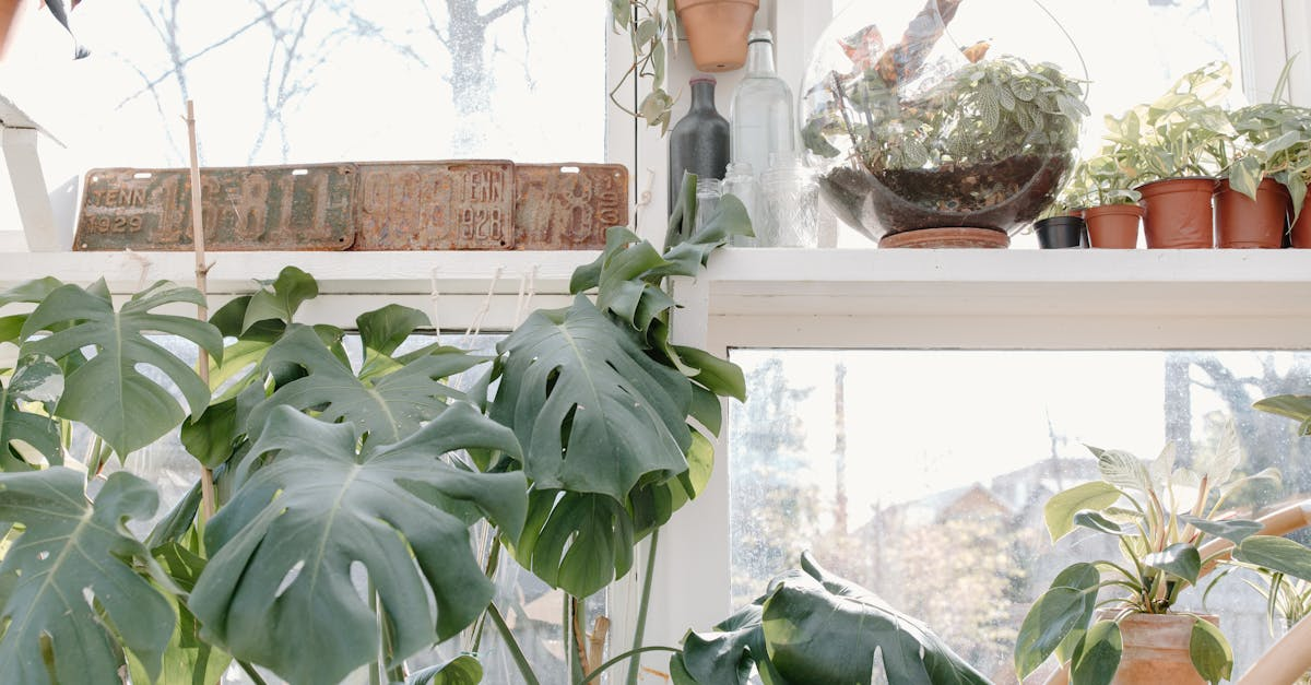 découvrez le jardinage en conteneurs : astuces, conseils et idées pour cultiver facilement des plantes, fleurs et légumes sur votre balcon, terrasse ou petit espace extérieur.