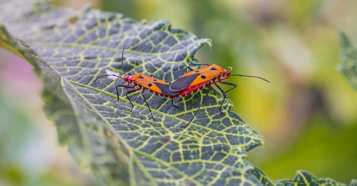 découvrez les plantes répulsives qui éloignent naturellement les insectes nuisibles de votre jardin ou maison. conseils, liste de variétés et astuces d'entretien pour un environnement sain et sans produits chimiques !