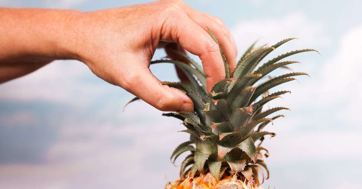 découvrez l'importance de la nutrition des plantes pour leur croissance et leur développement. apprenez les éléments essentiels dont elles ont besoin, les méthodes d'apport des nutriments et les meilleures pratiques pour une culture saine.