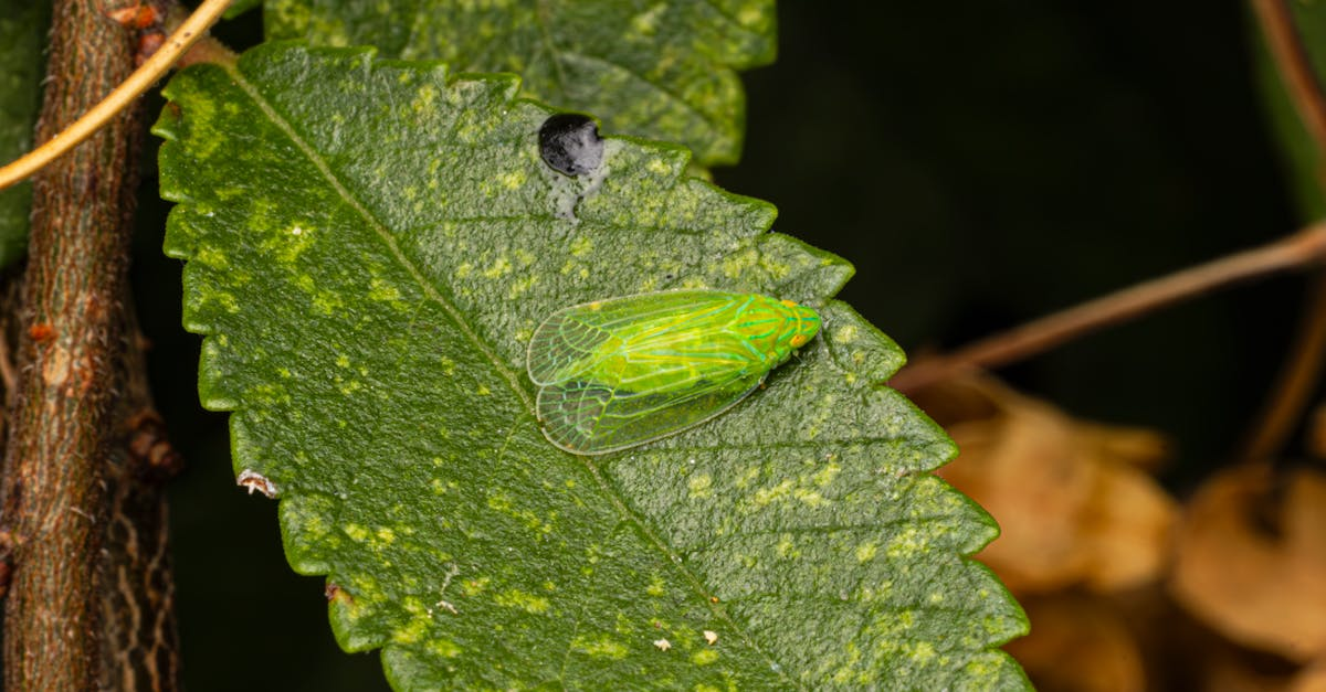 découvrez l'importance de la biodiversité, ses enjeux pour la planète et les solutions pour préserver la richesse des espèces animales et végétales.