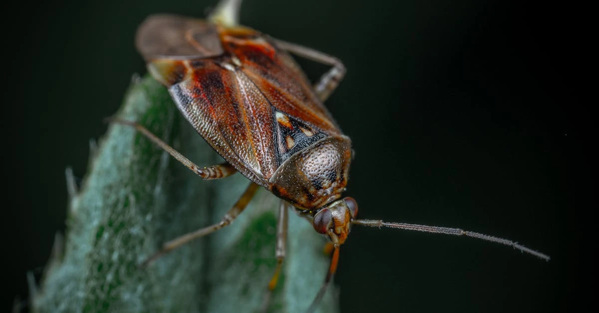 découvrez tout sur le cockroach (blatte) : biologie, mode de vie, prévention et astuces pour lutter contre ces nuisibles dans votre maison ou entreprise.