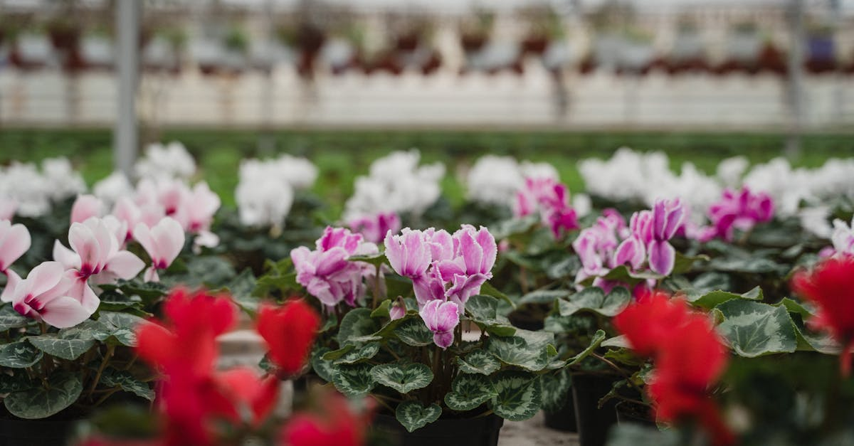 découvrez le semis direct, une technique agricole innovante qui consiste à semer les graines directement dans le sol sans labour. optimisez vos rendements tout en préservant la santé des sols et en réduisant l'érosion.