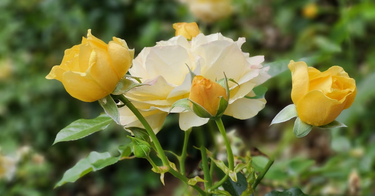découvrez une sélection d’arbustes à fleurs pour sublimer votre jardin. conseils de plantation, entretien et choix des meilleures variétés pour une floraison éclatante toute l’année.