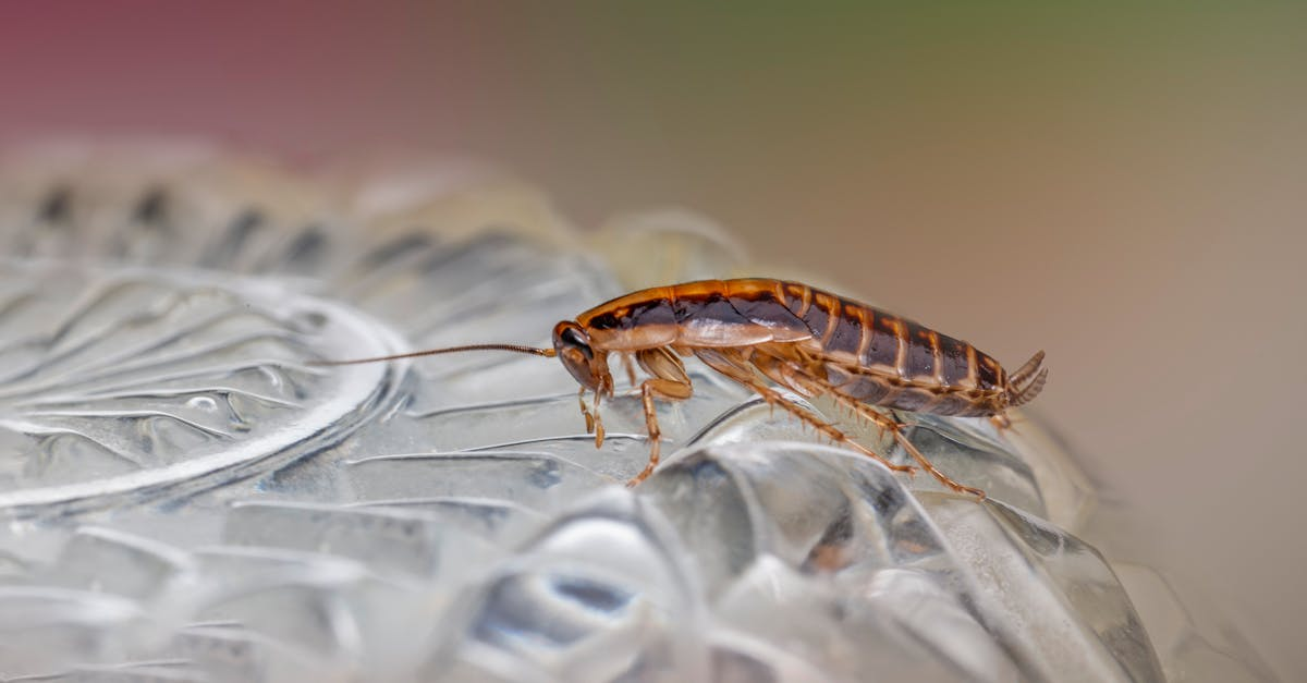 découvrez des méthodes naturelles de lutte contre les maladies pour protéger vos plantes et votre santé. adoptez des solutions écologiques et efficaces, sans produits chimiques, pour un jardin sain et durable.