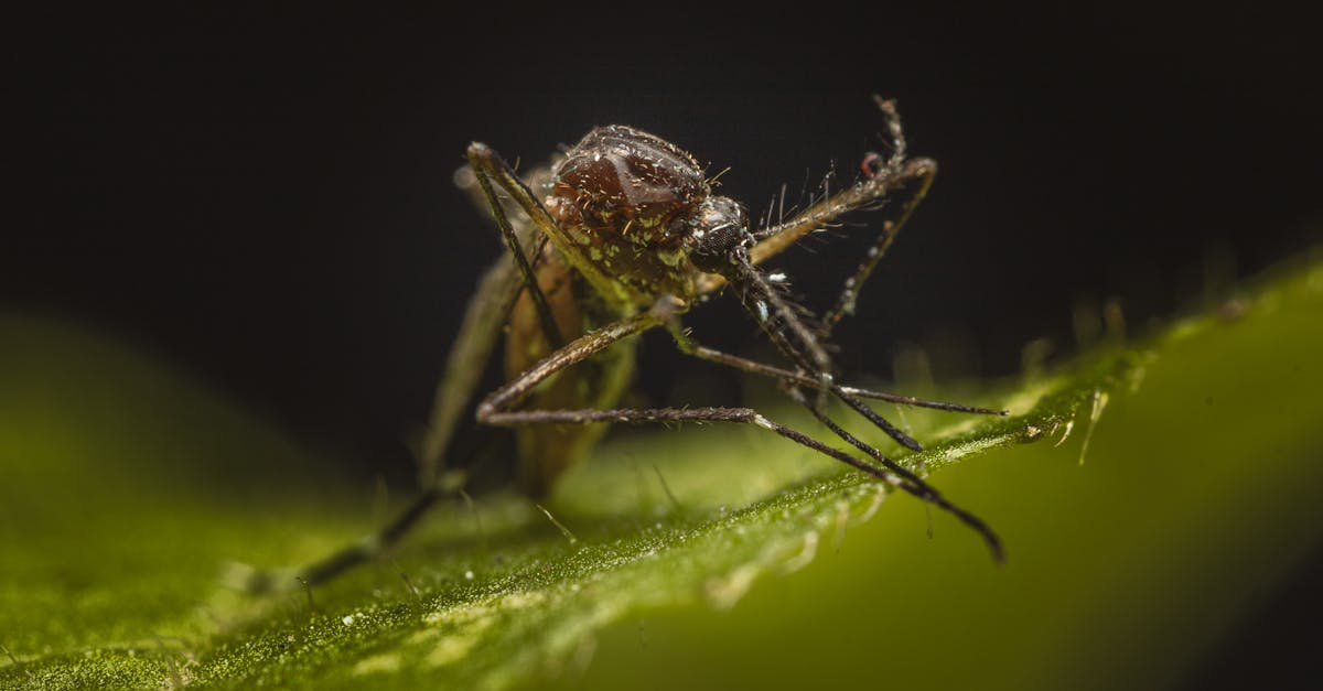 découvrez des méthodes naturelles et efficaces pour contrôler les maladies, améliorer la santé de vos plantes ou animaux, et préserver l’environnement sans l’utilisation de produits chimiques.