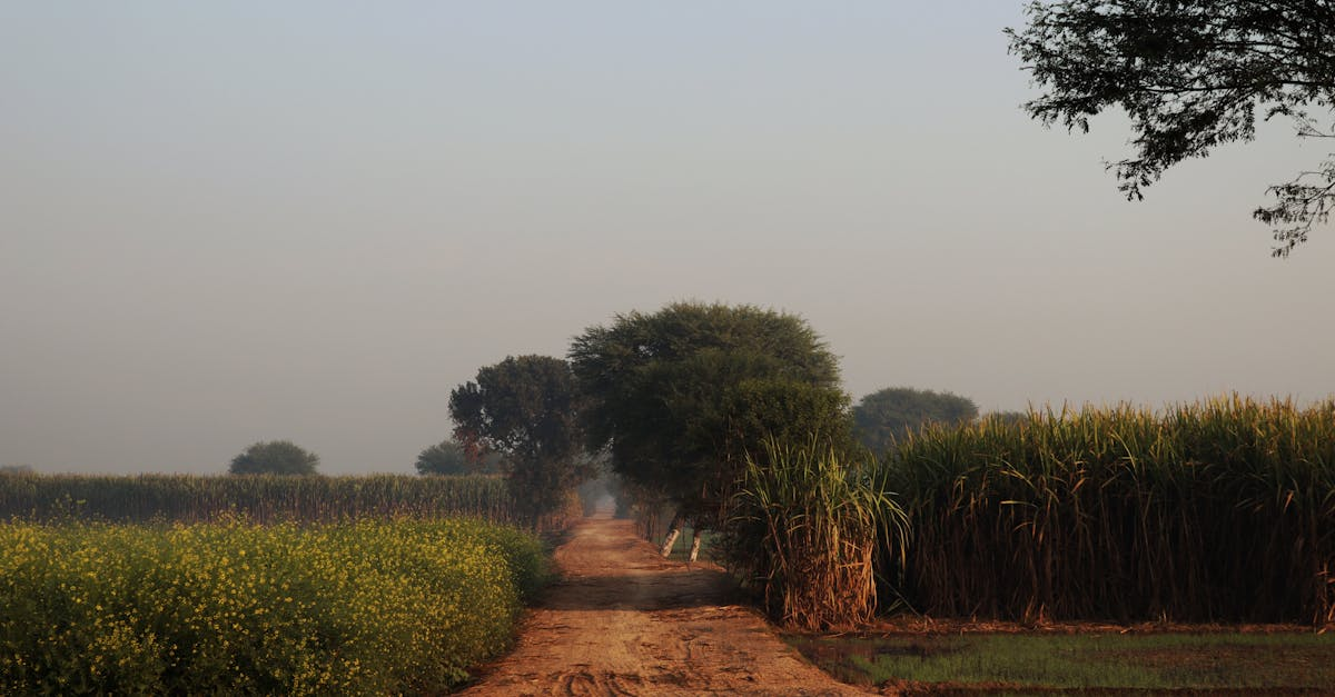 découvrez les avantages des engrais naturels pour améliorer la santé de vos plantes, enrichir le sol et favoriser une agriculture respectueuse de l'environnement. solutions écologiques, conseils et astuces pour un jardin florissant.