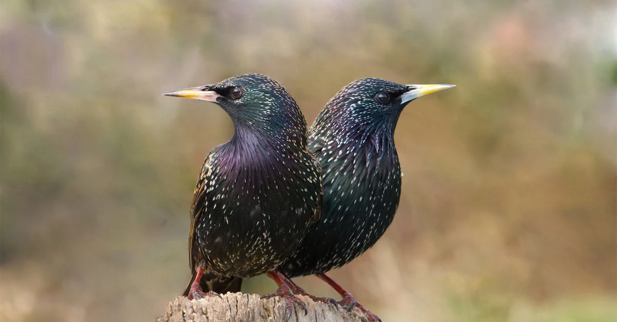 découvrez tout sur les étourneaux, des oiseaux fascinants connus pour leurs impressionnantes murmurations et leur intelligence remarquable. informations sur leur habitat, comportement et curiosités.