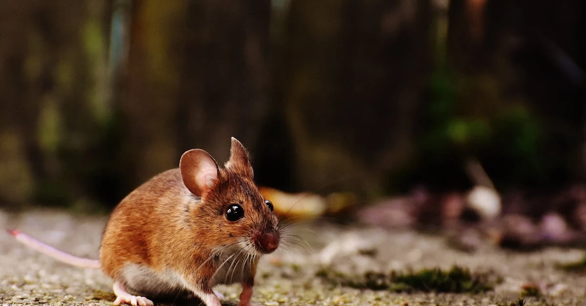 découvrez les comportements fascinants des souris, leurs habitudes, leur communication et leur interaction avec l'environnement.
