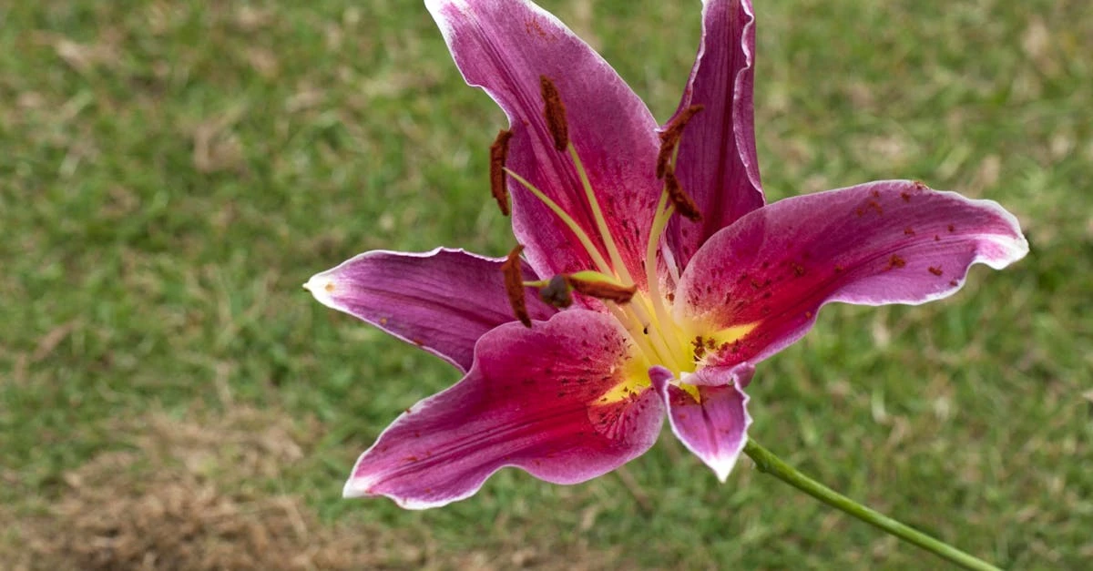 découvrez notre incinérateur de jardin efficace et écologique, idéal pour éliminer vos déchets verts rapidement et en toute sécurité.