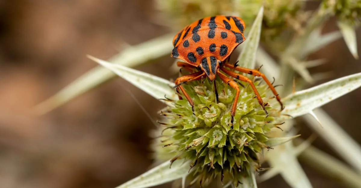 découvrez tout sur le harlequin bug, cet insecte coloré mais nuisible, ses caractéristiques, son impact sur l'environnement et comment le contrôler efficacement.