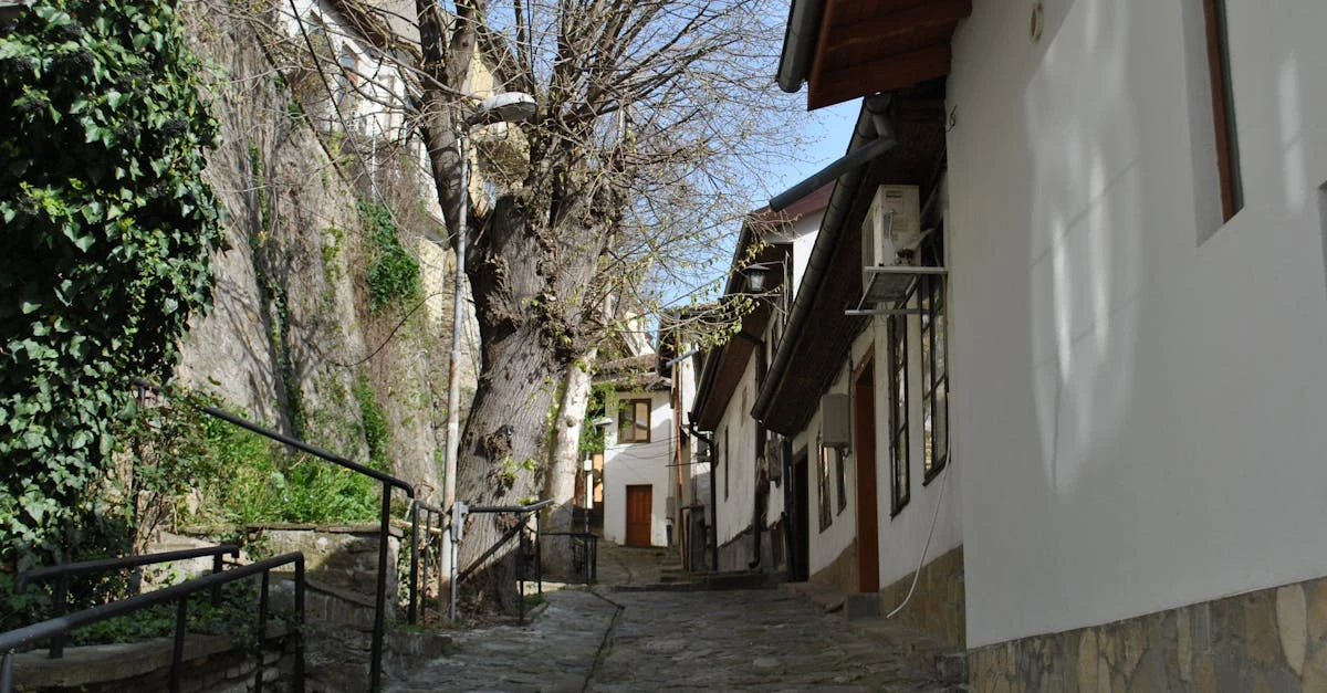 service professionnel d'élimination du lierre pour protéger vos murs et jardins. enlevez efficacement le lierre indésirable avec nos experts.