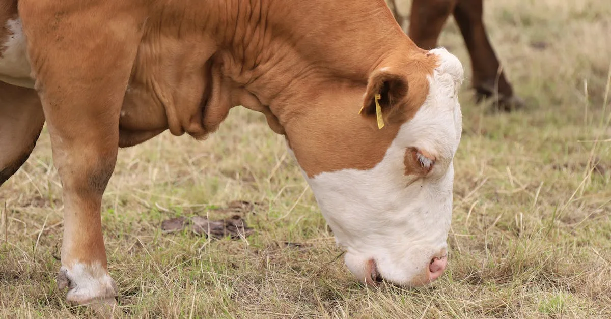 découvrez l'hydroponie, une méthode innovante de culture sans sol qui optimise la croissance des plantes grâce à des solutions nutritives adaptées, idéale pour un jardinage durable et efficace.